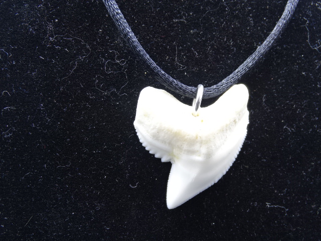 Collier Pendentif Dent De Requin Naturel Avec Cordon Cuir - Bijou Unisexe Style Exotique, Pour Hommes Et Femmes - 12